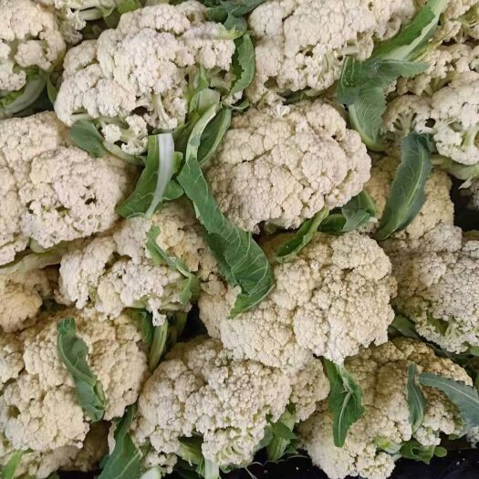 泗水县白花菜花  大量供应有机花菜 加工厂跑市场都可以