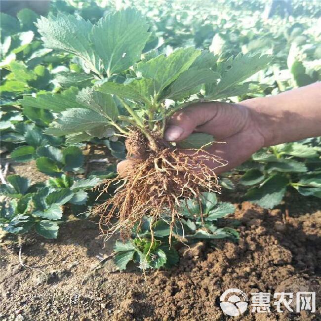 甜宝草莓苗价格 
章姬脱毒草莓苗  品种草莓苗有保障根系好