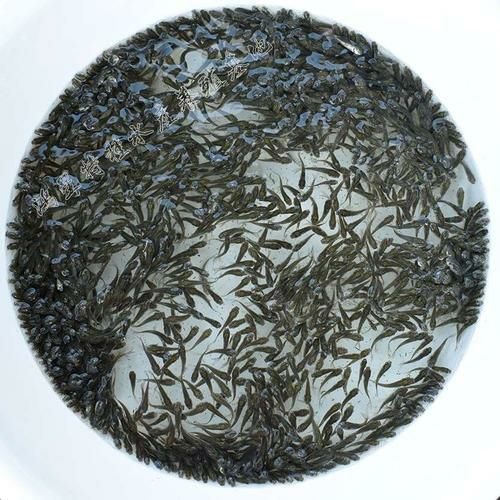 佛山鲮鱼  麦鲮，土鲮，鳊鱼，白鲢，饲料鱼各种水花