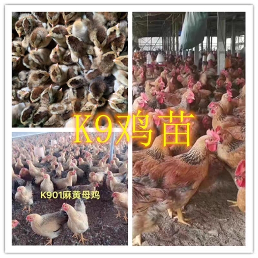 K9鸡苗  快大型 k9肉鸡，鸡苗，包打疫苗，运输包到家