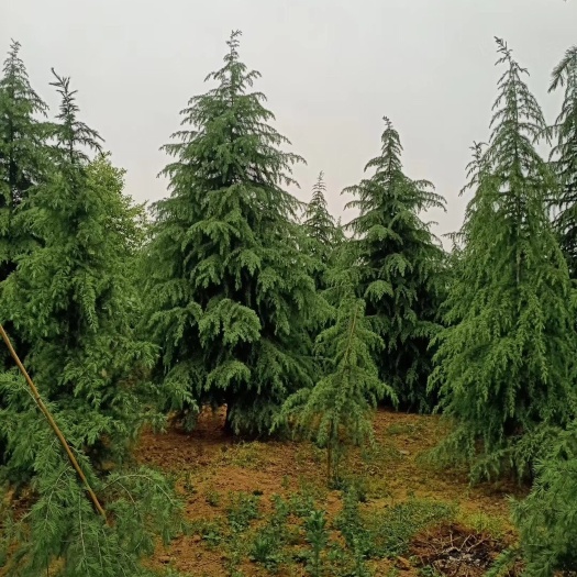 南京大西洋雪松  南京雪松，一至八米，货源充足，价格美丽