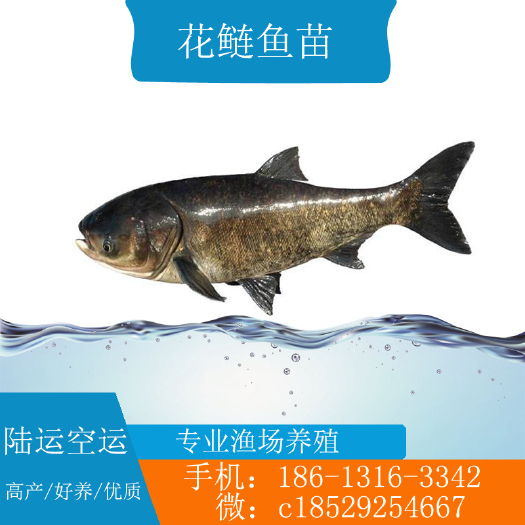 广州大头鱼鱼苗  花莲鱼苗 大头鱼苗 鳙鱼苗 水产渔场直供苗种