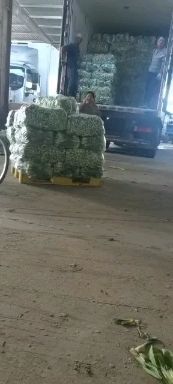 南通江苏南通精品小青菜
