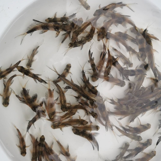 云霄县一帆风顺鱼苗 红鱼苗 岩鲤