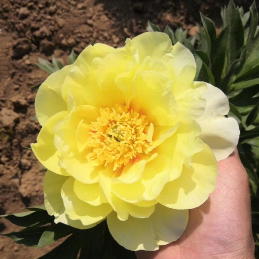 菏泽观赏牡丹  伊藤巴茨拉种苗鲜花