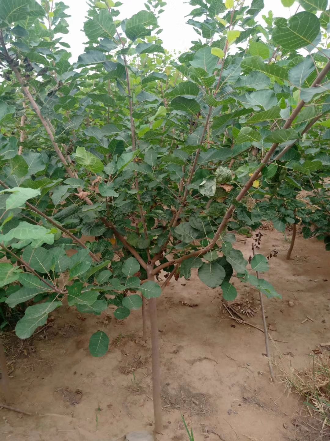 丛生黄栌  黄栌河北保定正宗黄栌价格黄栌厂家黄栌小苗批发黄栌