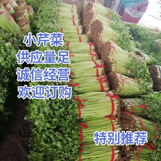 兰陵县西芹  法国皇后芹菜，产地直销，一手货源