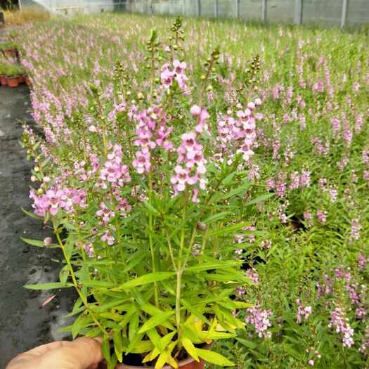 平湖市草花  香彩雀盆栽花卉