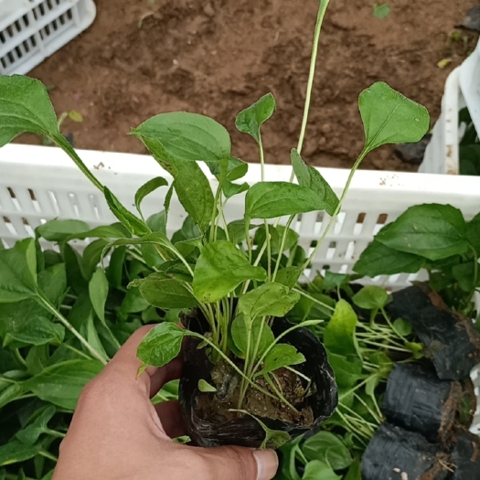 青州市 松果菊