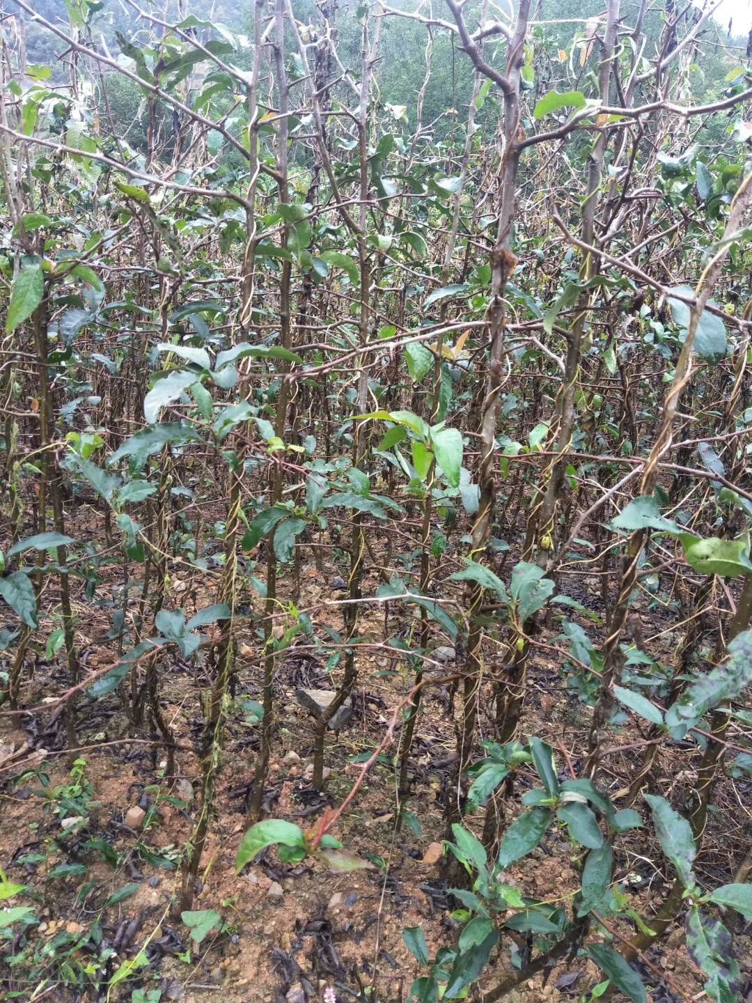 光皮木瓜苗  菜木瓜苗。木瓜苗。木瓜。煮肉木瓜
