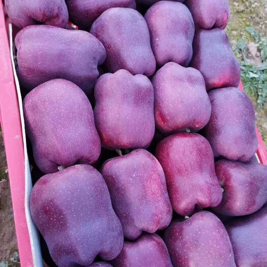 甘谷县花牛苹果 65mm以上 全红 纸+膜袋