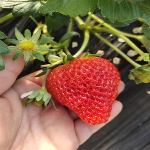 泰安北方耐寒草莓苗
四季草莓苗  202草莓苗