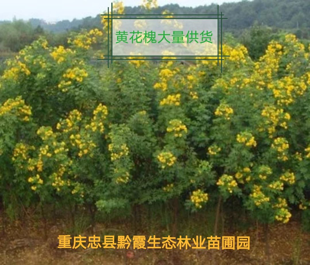 黄花槐树苗培育基地常年大量供货，货源充足手续齐全