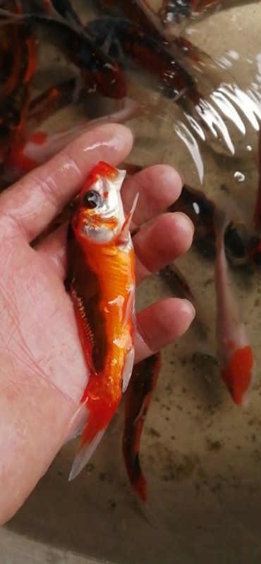 昭通锦鲤鱼苗  本养殖场出售锦鲤苗，和格种观赏鱼苗，品种好，观赏性强