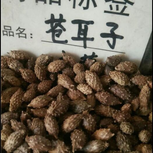达茂旗苍耳子 产量大