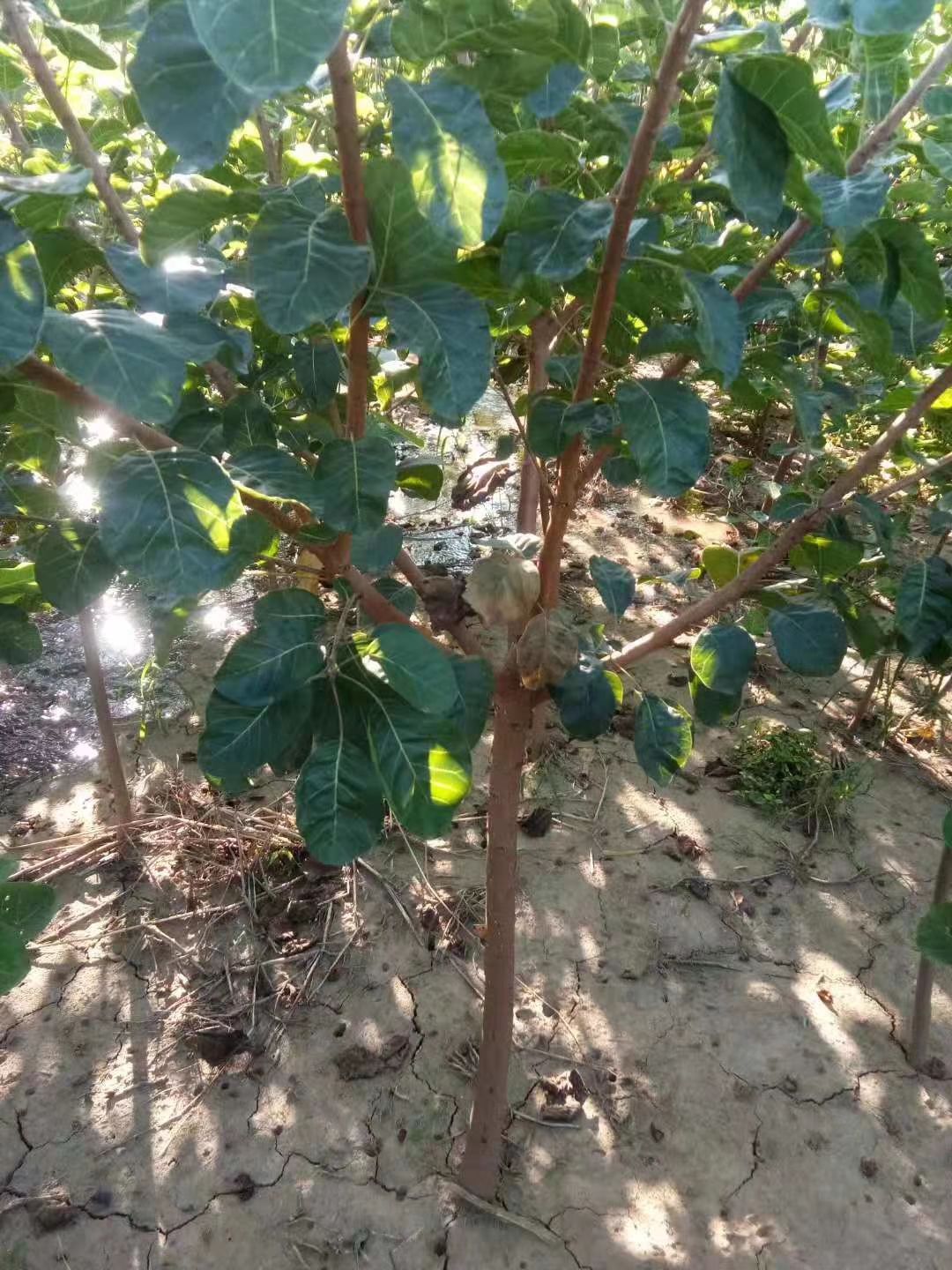 丛生黄栌  黄栌河北保定正宗黄栌价格黄栌厂家黄栌小苗批发黄栌