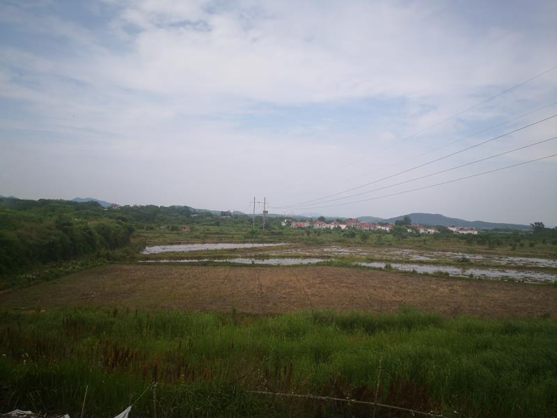 水田 九江土地出租油菜种植蔬菜水果种植500亩