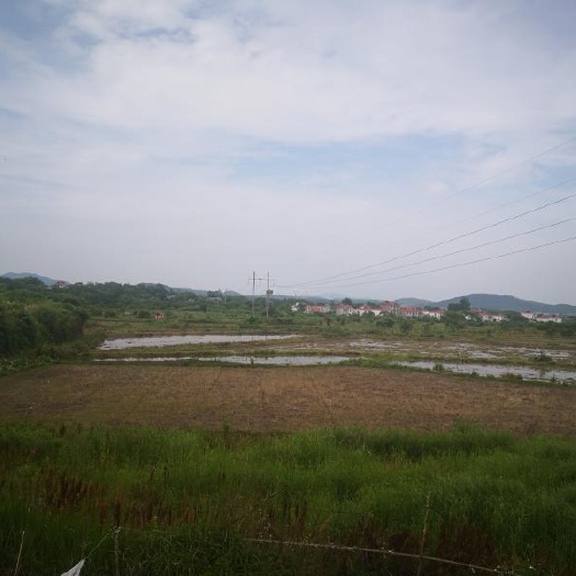 水田 九江土地出租油菜种植蔬菜水果种植500亩