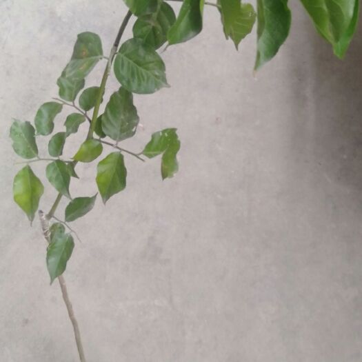 陆川县黑黄皮果苗 黑虎黄皮
