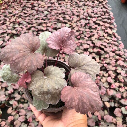 常州矾根种苗 矾根