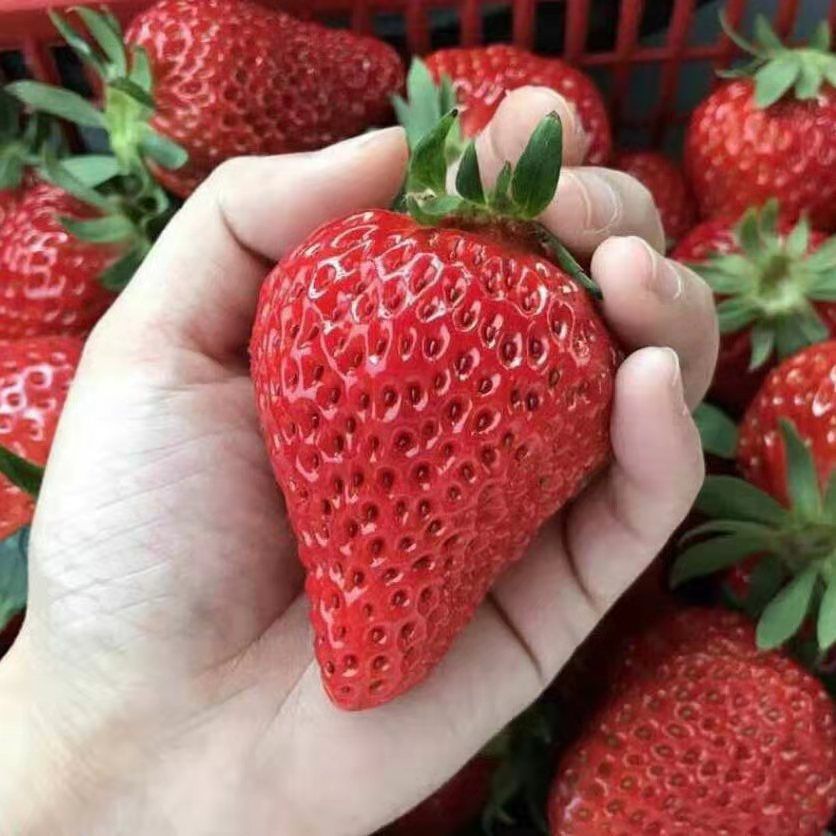 美十三草莓苗  草莓苗100棵起批育苗基地直供品种齐全