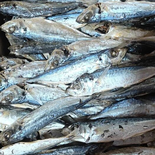 诏安县巴浪鱼干 6-12个月
