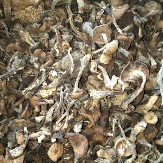珲春市东北小鸡炖蘑菇的蘑菇很好吃