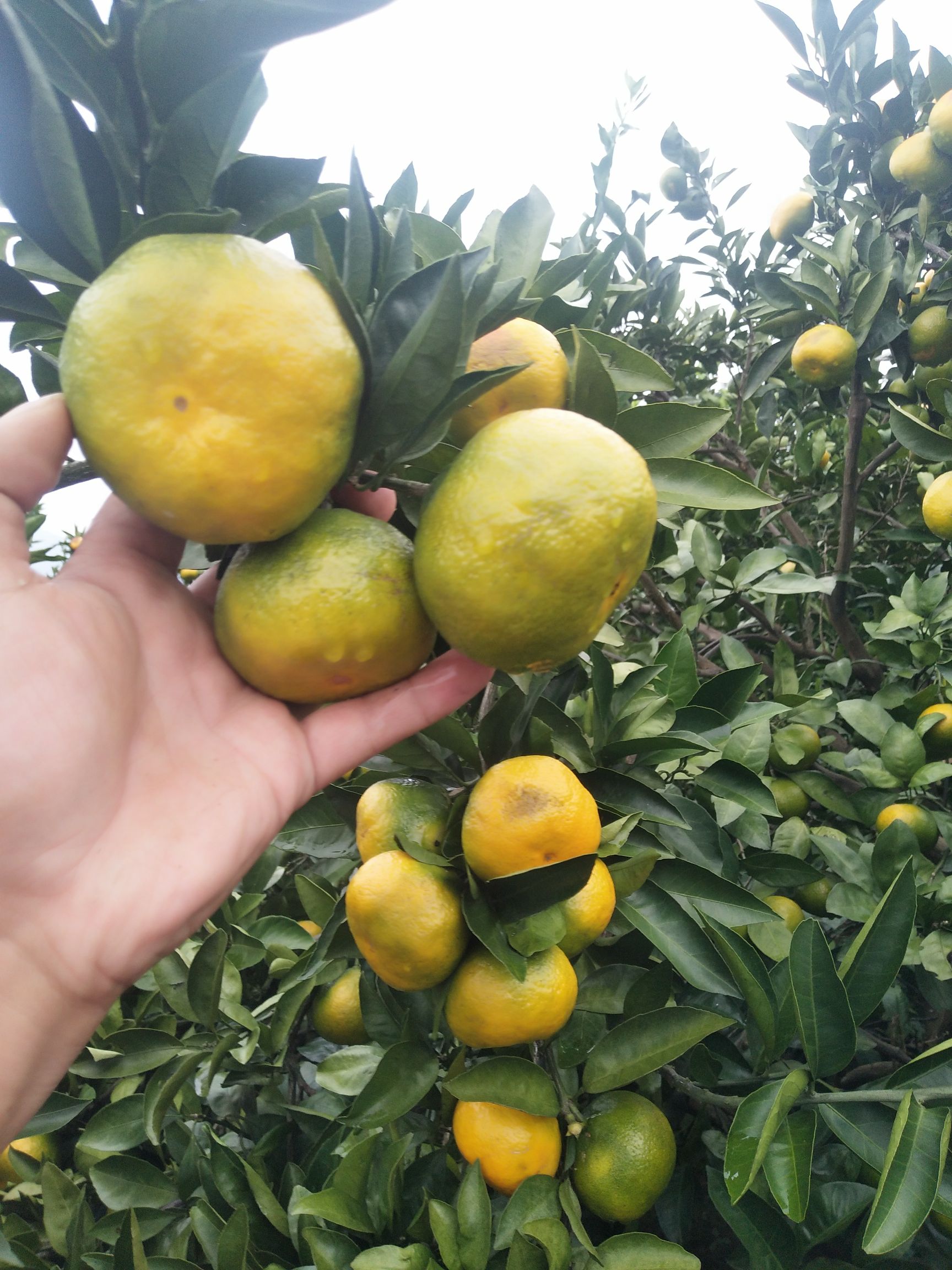 特早蜜桔 我们这里种植户，特早熟蜜可以上市了，