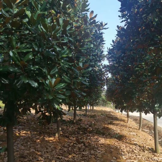 南京南京广玉兰基地，常年销售1至30公分广玉兰，物美价廉