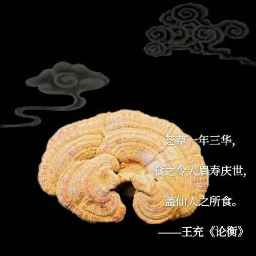 抚松县赤灵芝  长白山灵芝