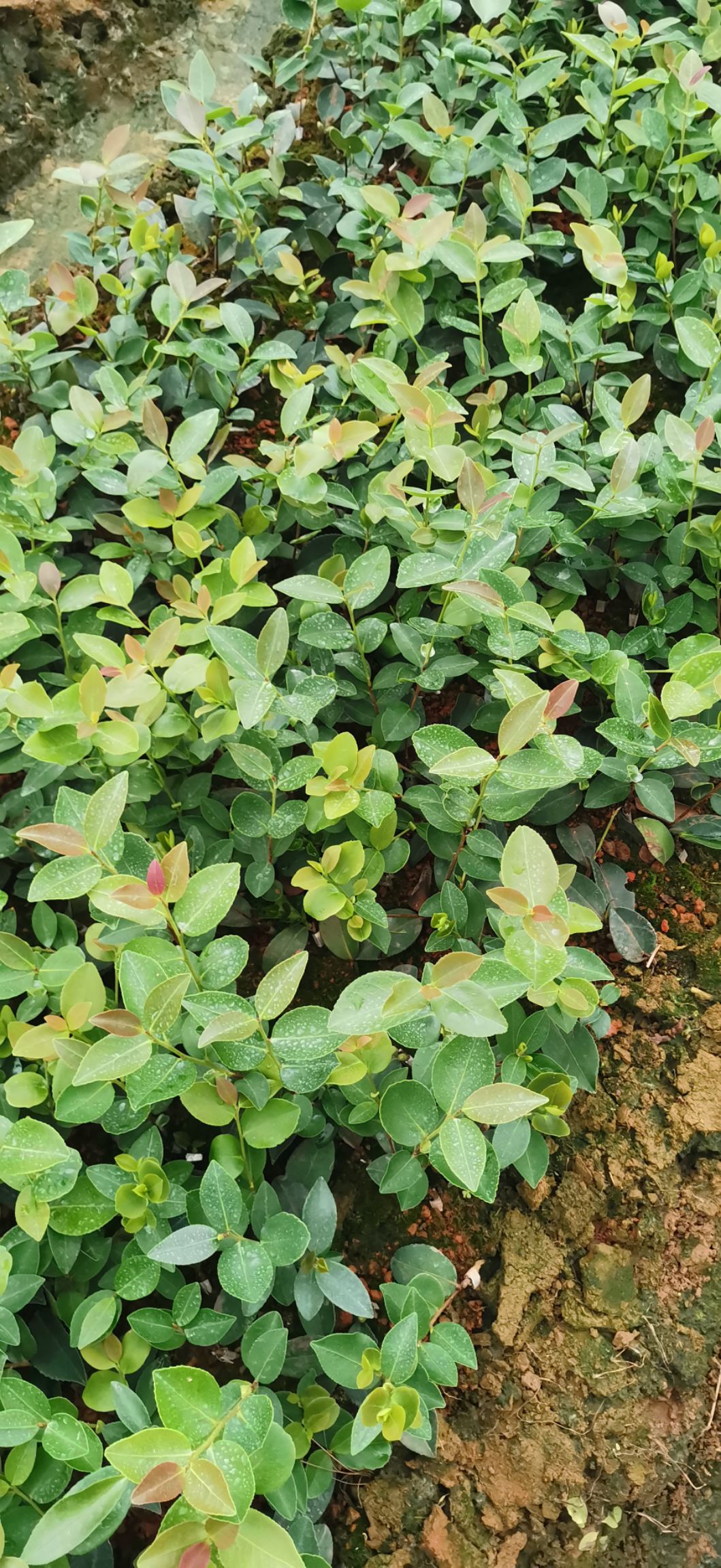 油茶树苗  一年，嫁接油茶苗大量供应，价格从优，10公分