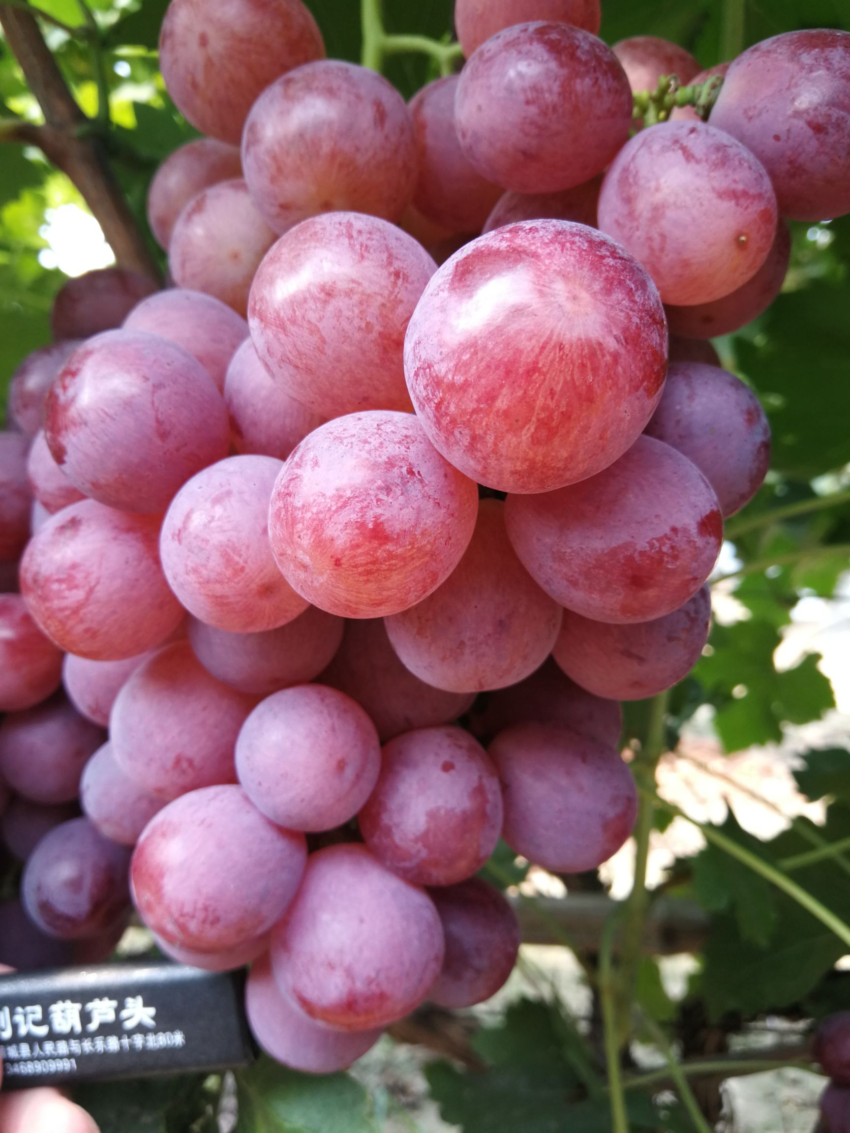 渭南冷库精品红提