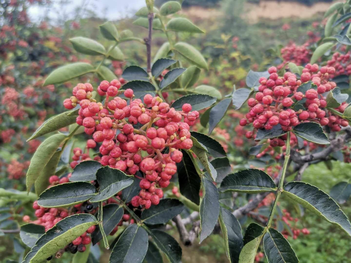 无刺花椒苗  无刺高产嫁接花椒