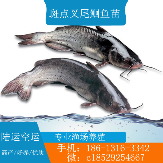 广州叉尾鮰鱼苗  斑点叉尾鱼苗 鮰鱼苗 叉尾鱼苗 池塘叉尾苗