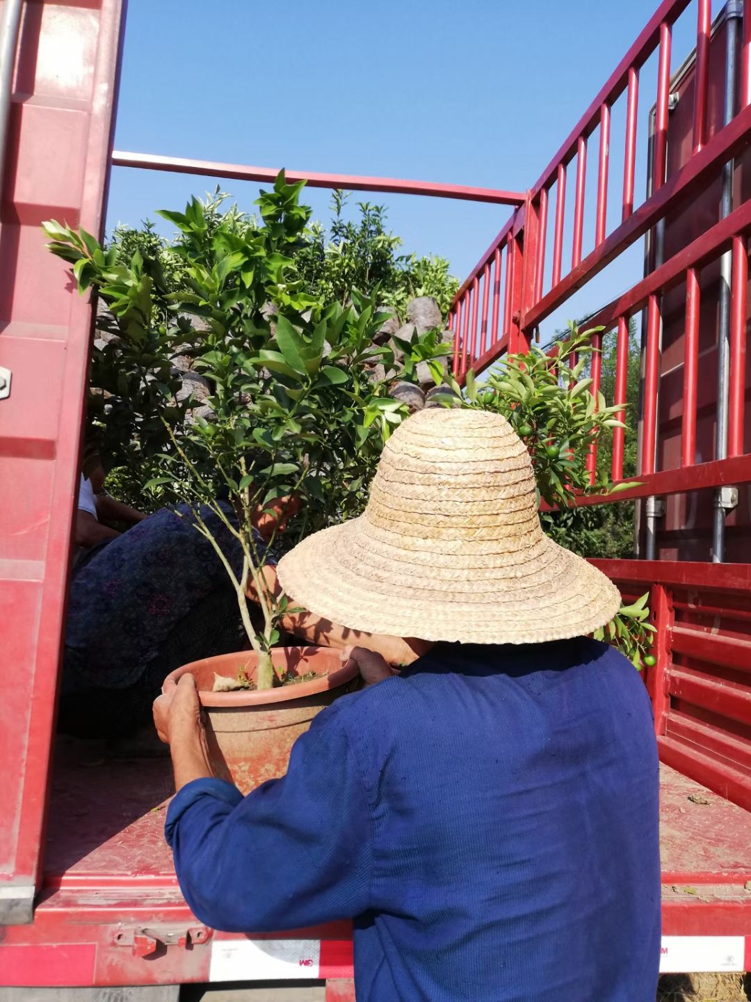 脆皮金桔苗  盆栽金桔树苗带果金桔树苗