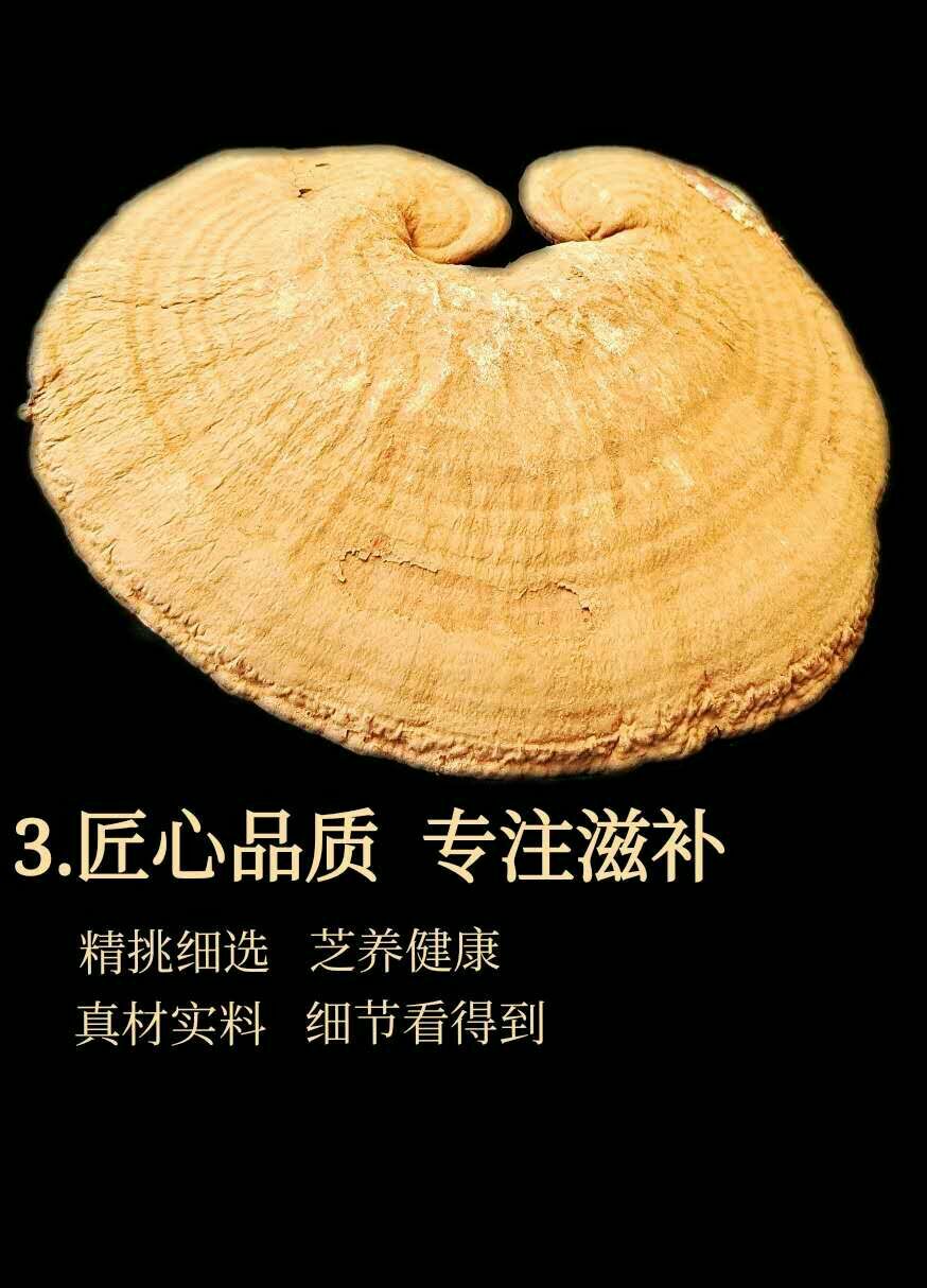 赤灵芝  长白山灵芝