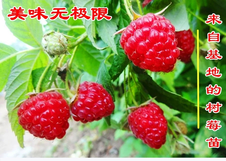 平邑县树莓苗  双季树莓当年结果高产挂果快。