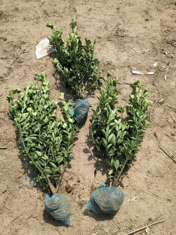 大叶黄杨河北保定大叶黄杨厂家大叶黄杨批发大叶黄杨产地报价