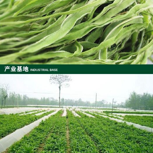 岑巩县千亩贡菜开始种植，有兴趣的老板私信