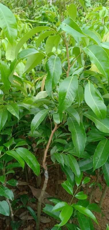 灵山县冰荔苗  冰荔枝苗  新品种