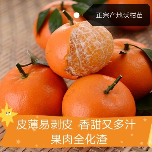 荔浦市新品种091无核沃柑苗嫁接苗地苗杯苗