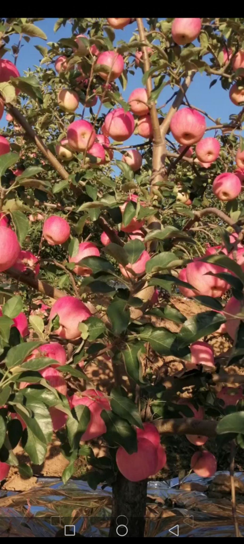 寒富苹果  苹果产地。大量直销
