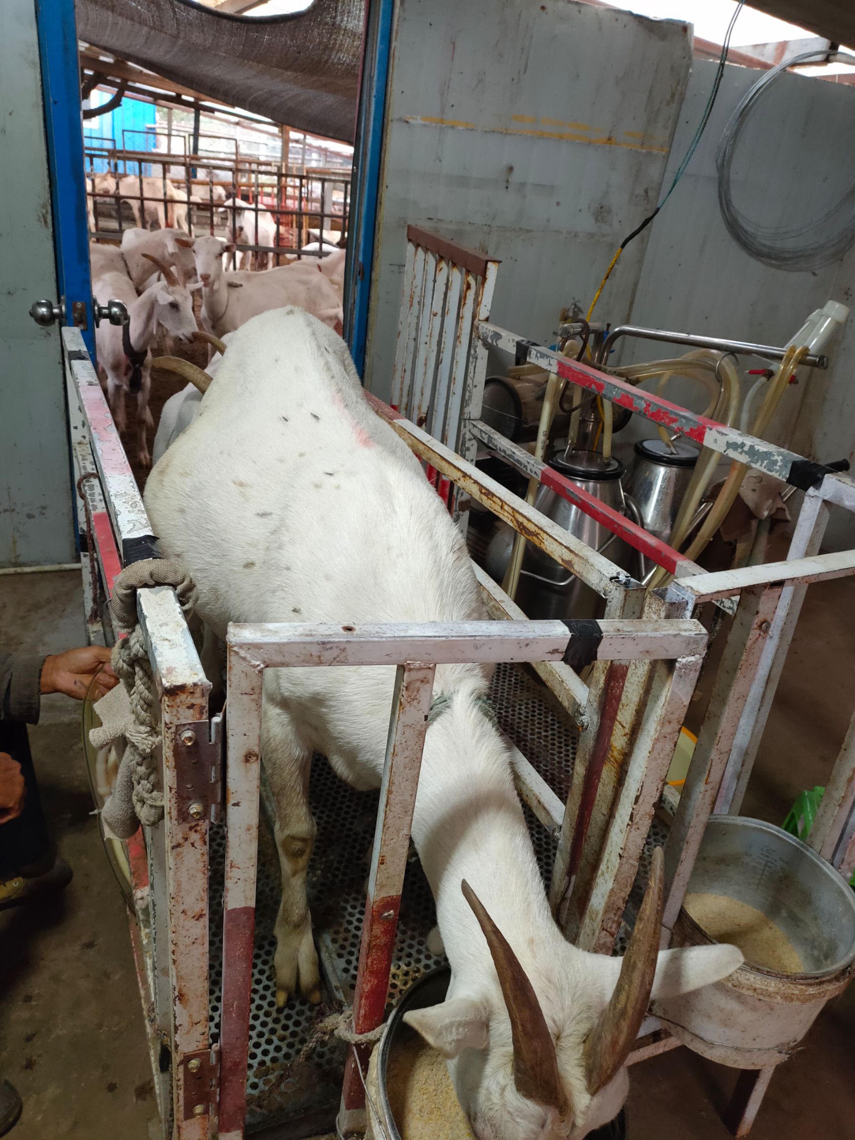  萨能奶山羊，鲜羊奶，羊酸奶