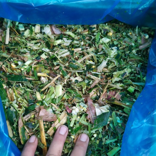 玉米青贮  保山玉米全株青贮，供应全省