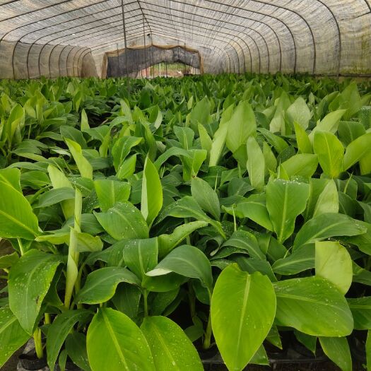 南宁 香蕉苗粉蕉苗