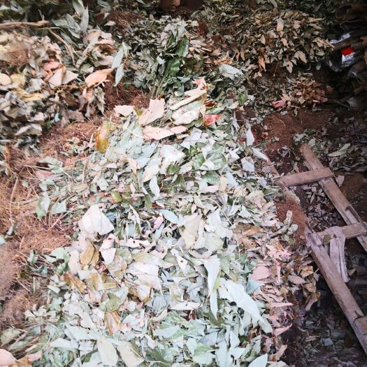 毕节 高含量天然生态箭叶淫羊藿