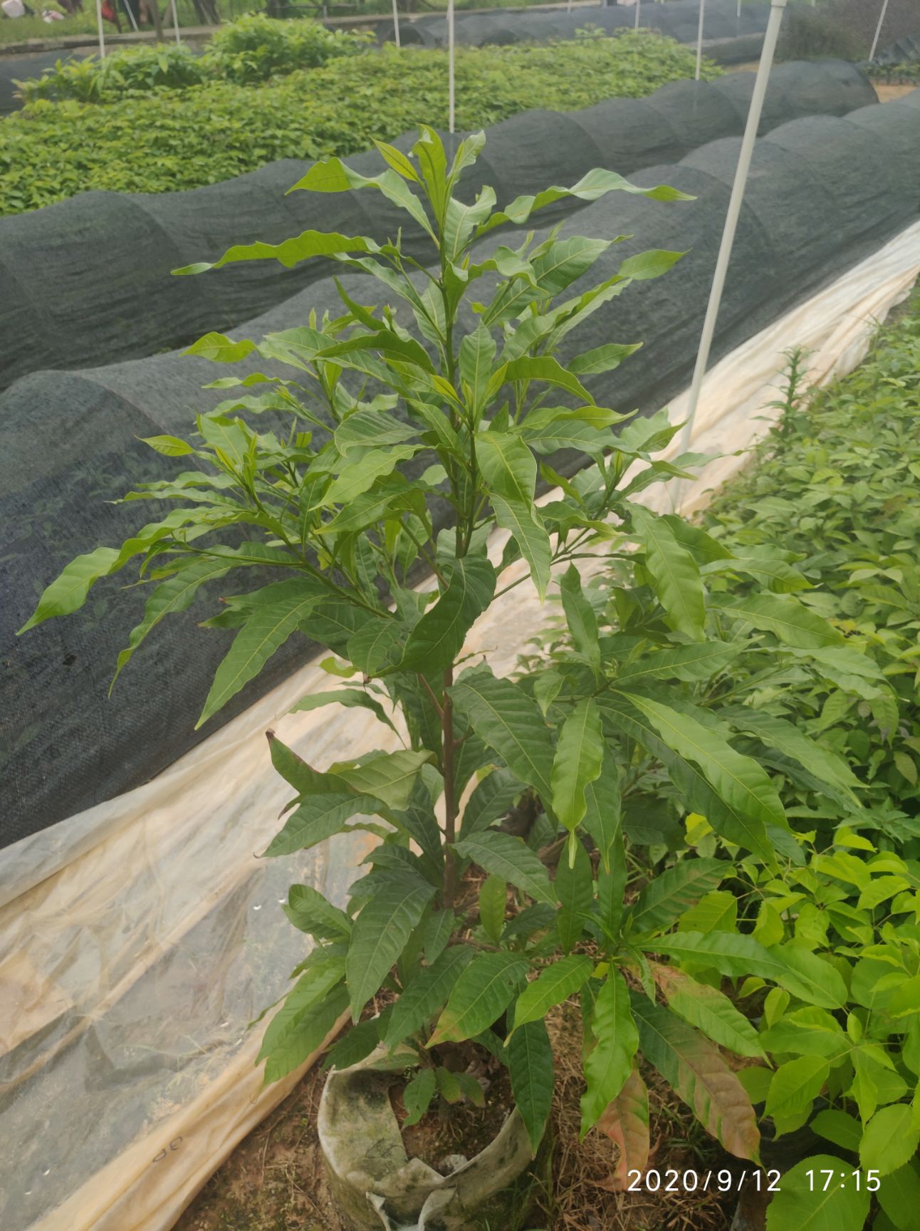 黄晶果苗  新品 包邮 24小时发货 自产自销