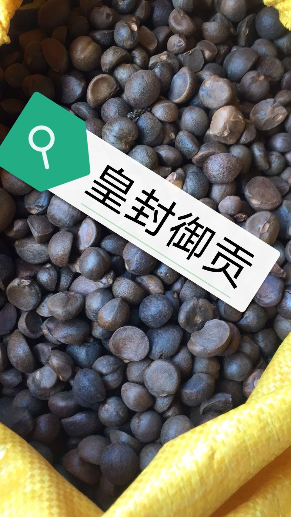 油茶鲜果，茶桃，茶果。