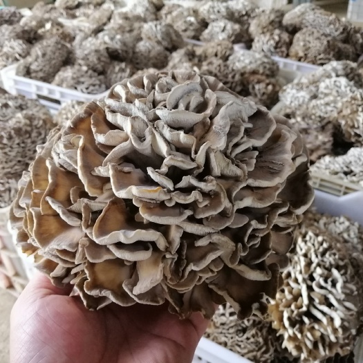 庆元县栗蘑  灰树花产季新鲜干货菌棒朵盐渍罐头