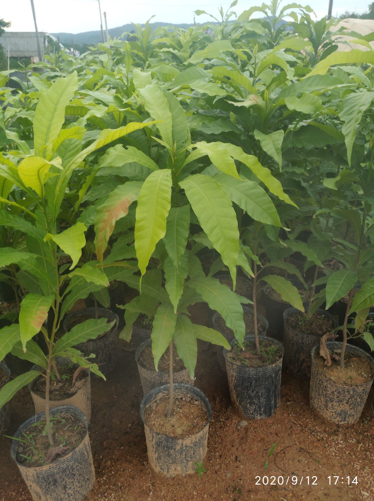 黄晶果苗  新品 包邮 24小时发货 自产自销